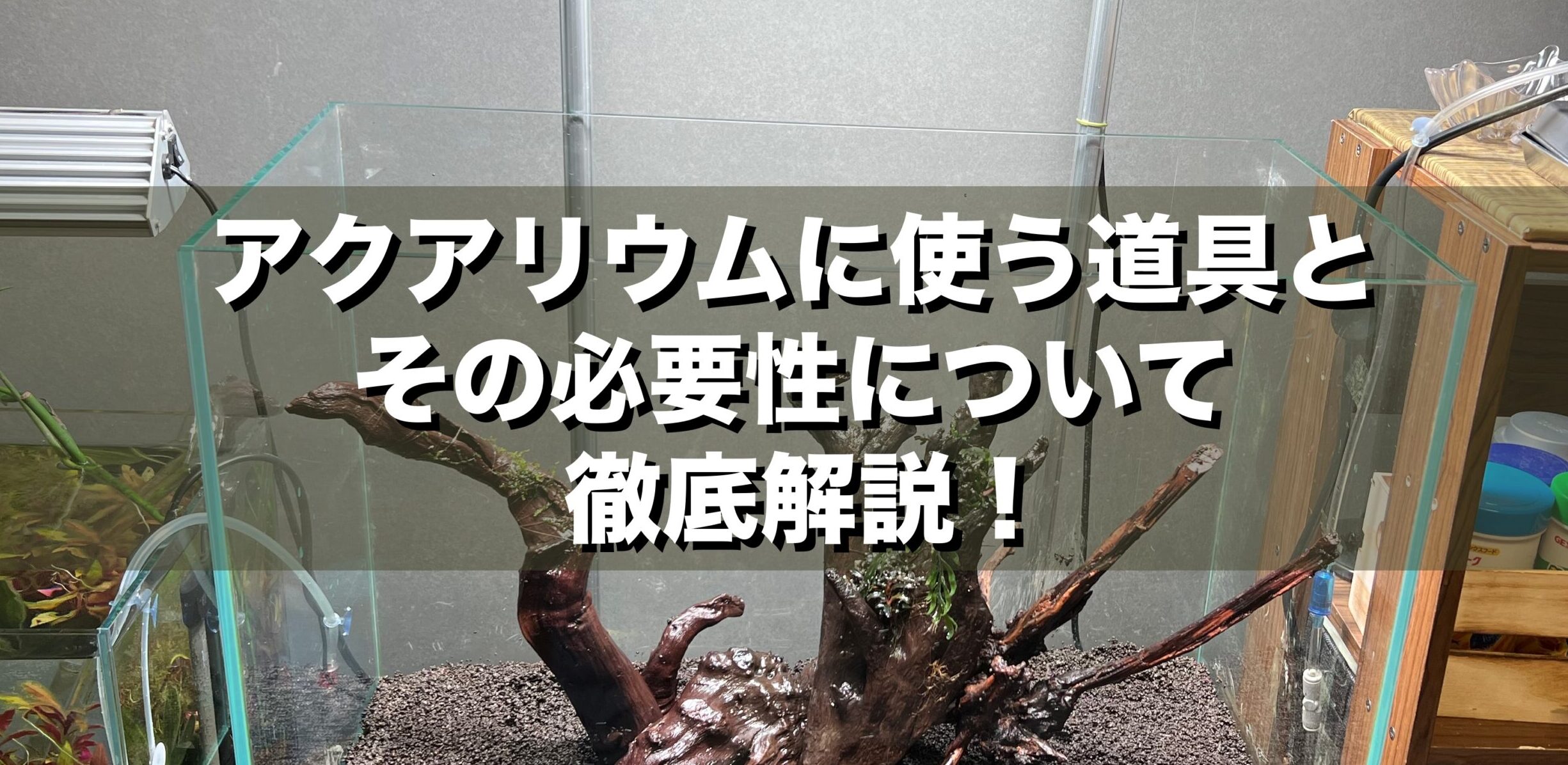 飼育日記初心者の疑問を解決!必要な道具と始め方を実体験で解説
