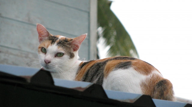 迷い猫探し 必要なものリスト