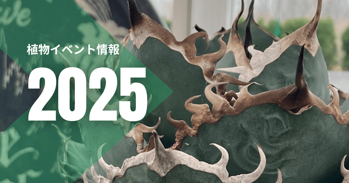 多肉植物育成を始める前に知っておきたい!必要な道具とおすすめ商品