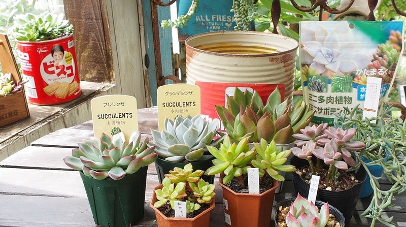 DIY多肉植物 魅力とは
