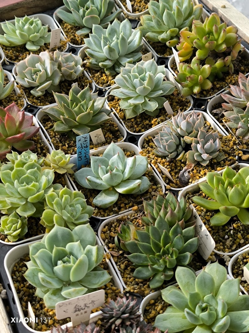 多肉植物 必要なものリスト