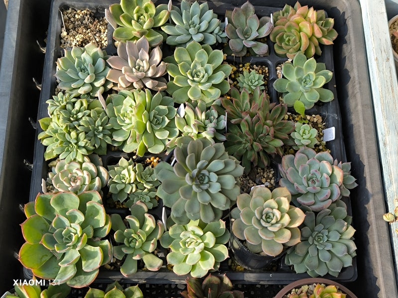 多肉植物を始めるのに本当に必要なもの|初心者向け道具選び