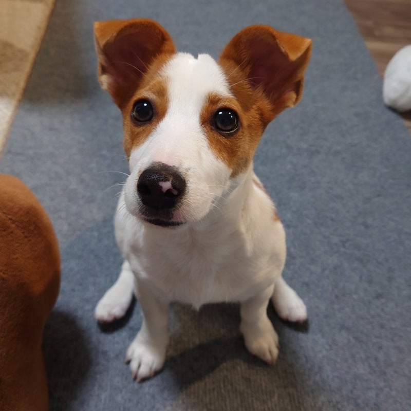 しつけ 最初の一歩