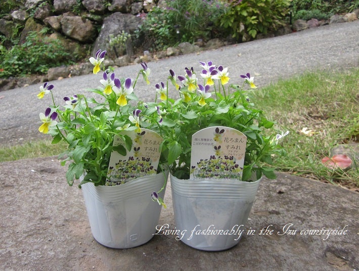 寄せ植え 必要なものリスト