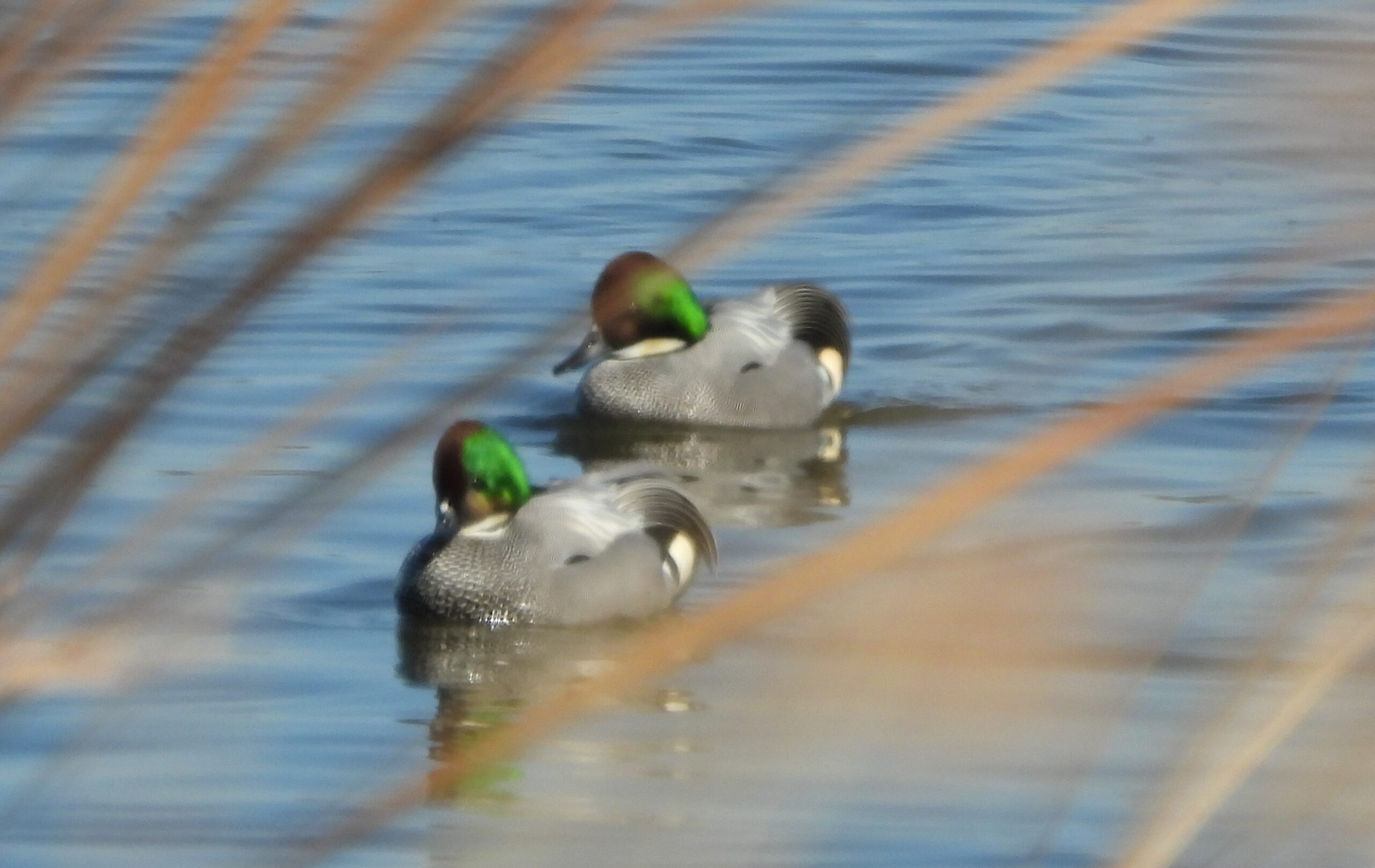 渡り鳥 必要なものリスト