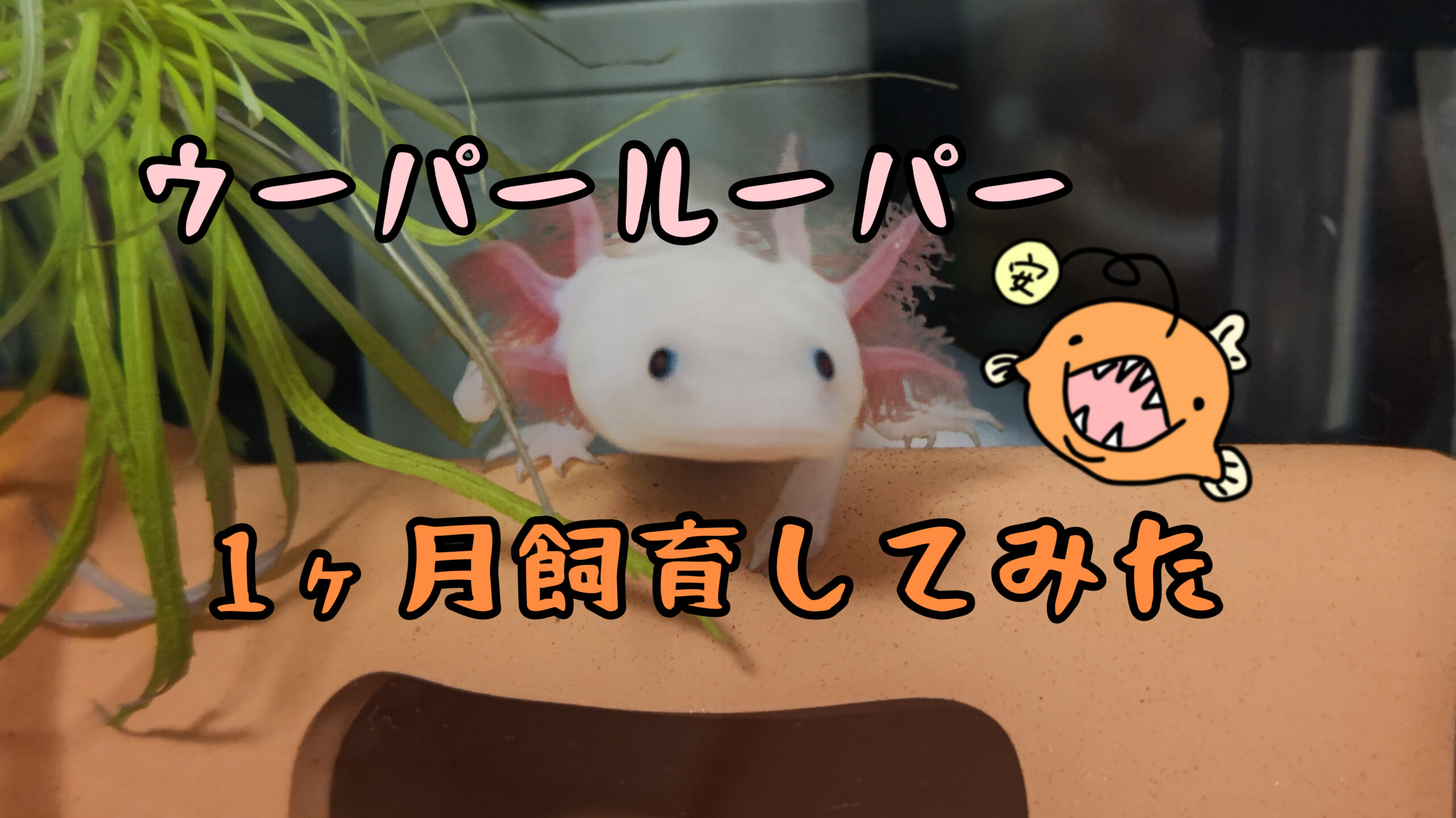 飼育日誌ブログ 最初の一歩