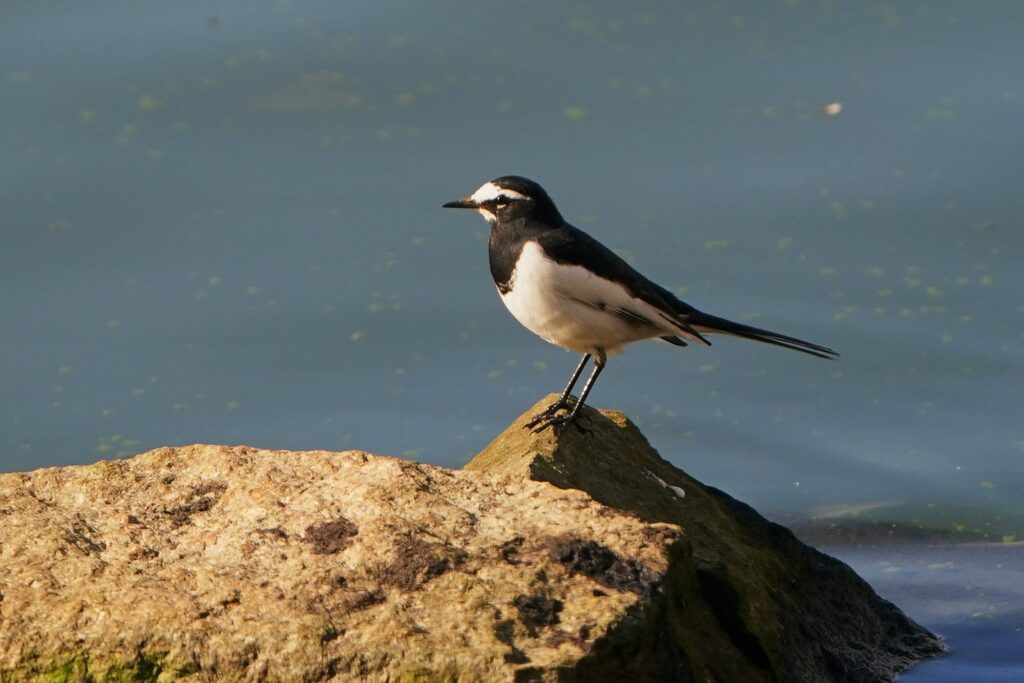野鳥観察 魅力とは