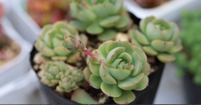 多肉植物育成 最初の一歩