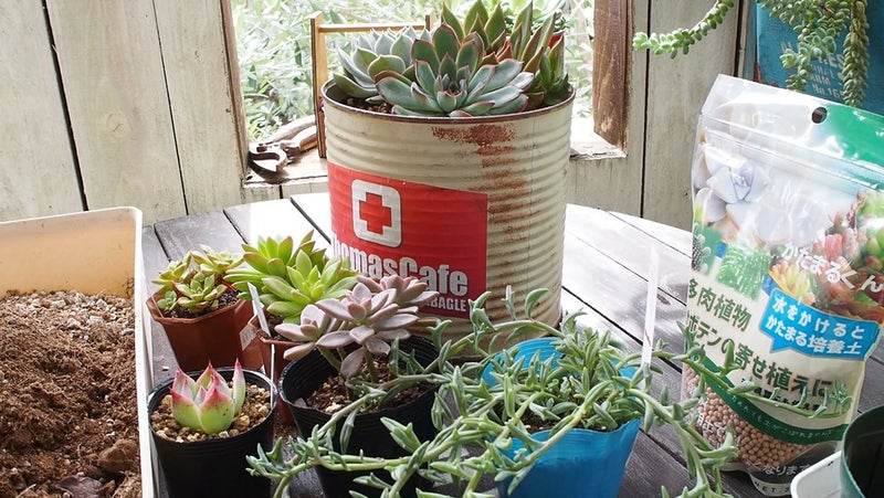 DIY多肉植物 必要なものリスト