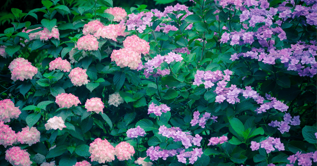 オンライン読書会 最初の一歩