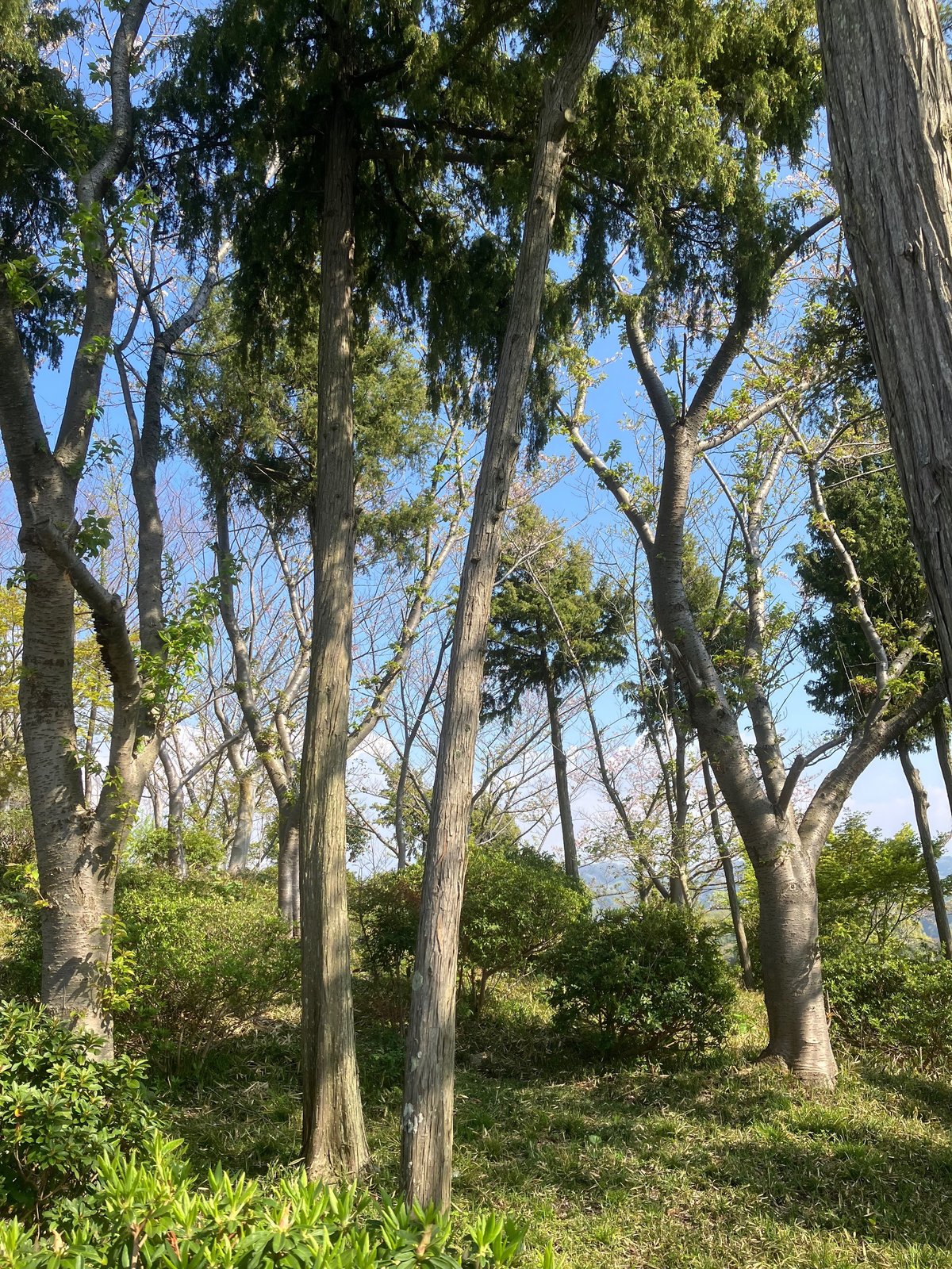 自然散歩 魅力とは