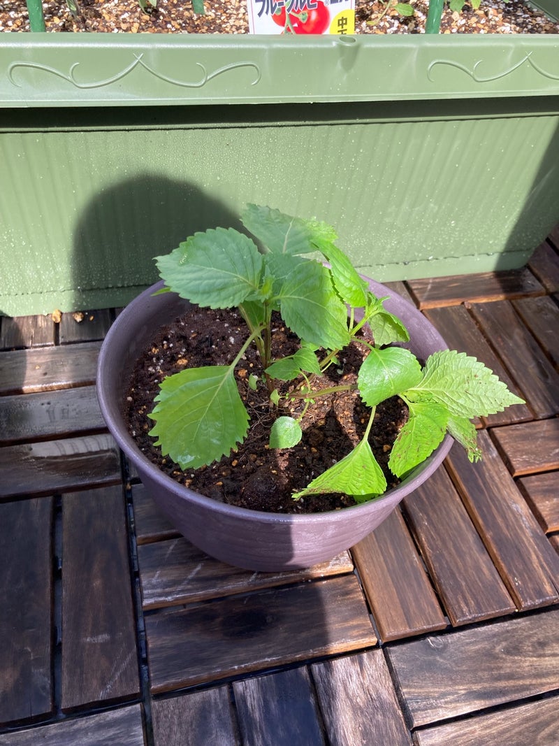 ベランダ菜園 必要なものリスト