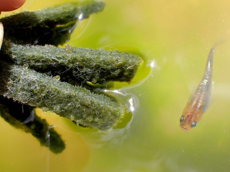 飼育ブログ 魅力とは