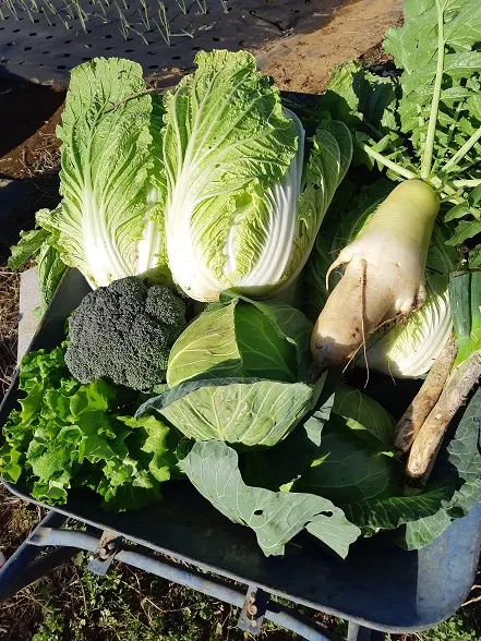 野菜栽培 最初の一歩