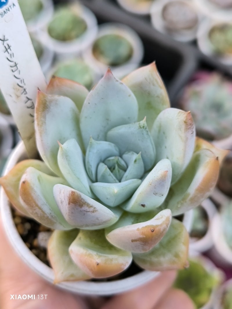 多肉植物 魅力とは