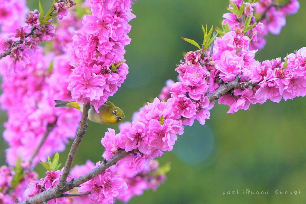 野鳥観察 必要なものリスト