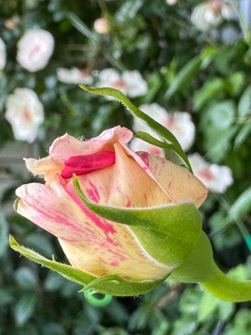 ベランダ菜園 魅力とは