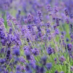 ハーブ栽培初心者ガイド|コスパ最高の道具選びと始め方のコツ