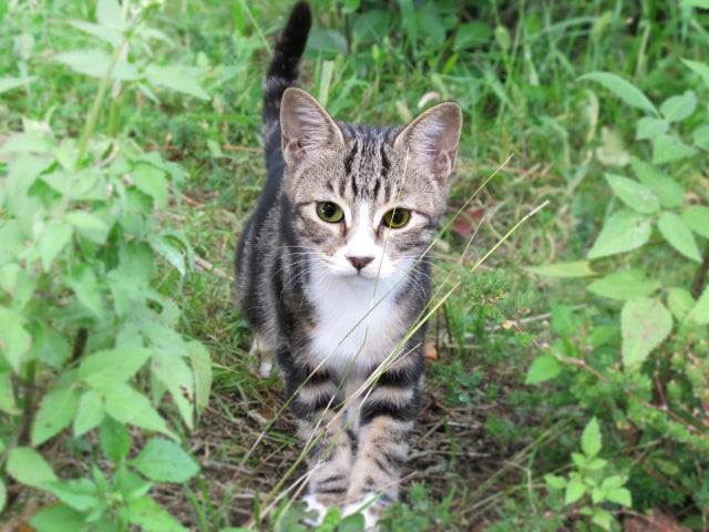 迷い猫探し 魅力とは