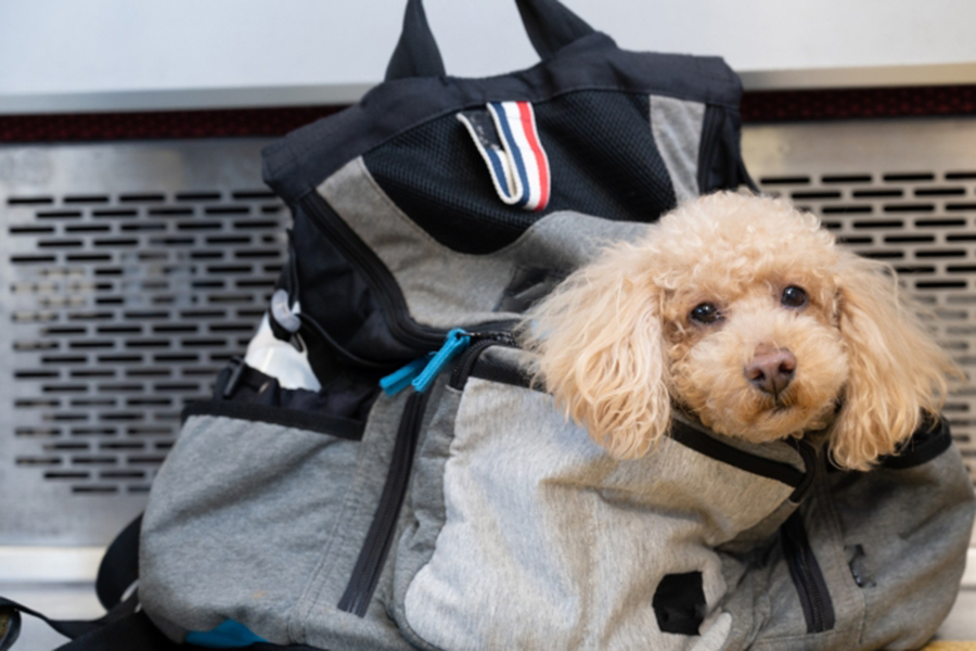 犬の散歩企画 必要なものリスト