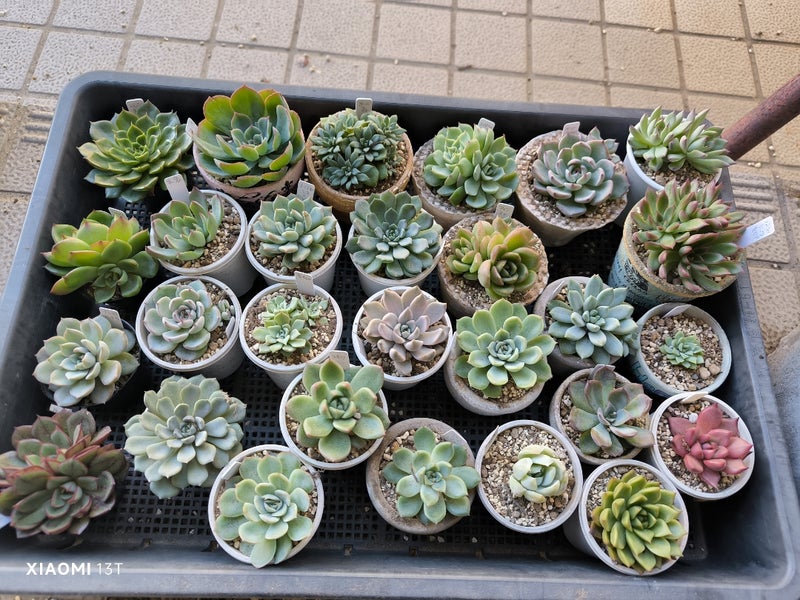 多肉植物 最初の一歩