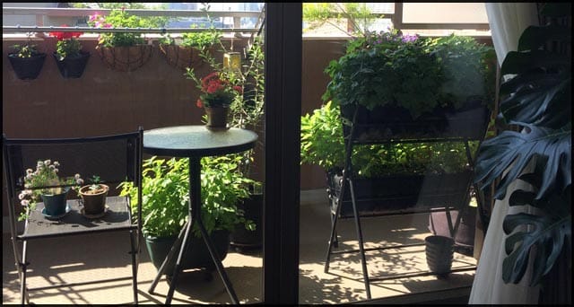 ベランダ菜園 最初の一歩