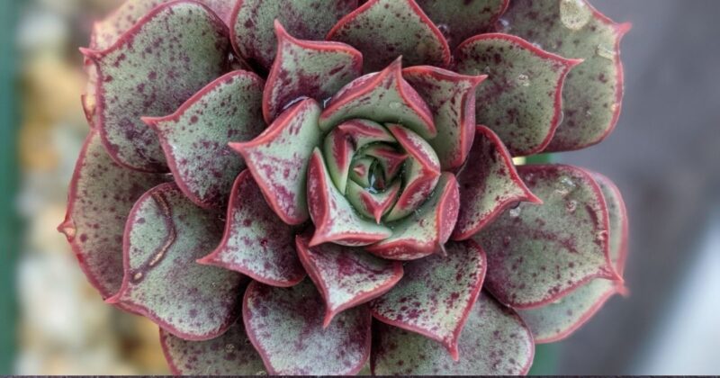 多肉植物育成 必要なものリスト