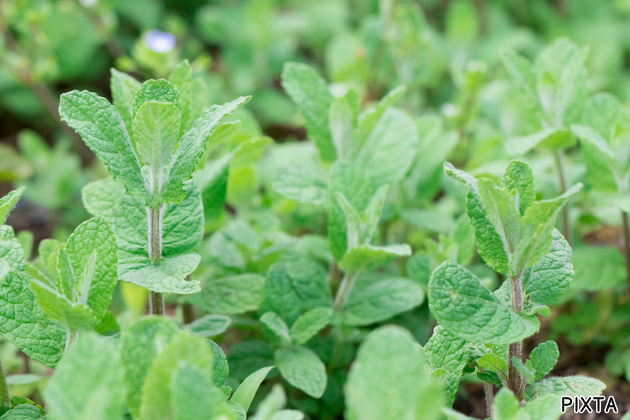 ハーブ栽培 必要なものリスト